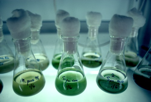 Fioles de laboratoire à bouchons de coton remplies de liquide vert, salle Contamination chez Escape Yourself à Pornichet