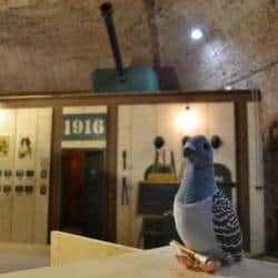 Pigeon de tissu gris posé devant un décor de souterrain voûté et le chiffre 1916, salle 1916 à Belfort