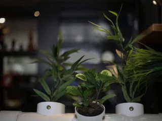 Plantes vertes en pots blancs dans une pièce au décor flou, salle L'échoppe de madame Ming chez L'atelier des énigmes