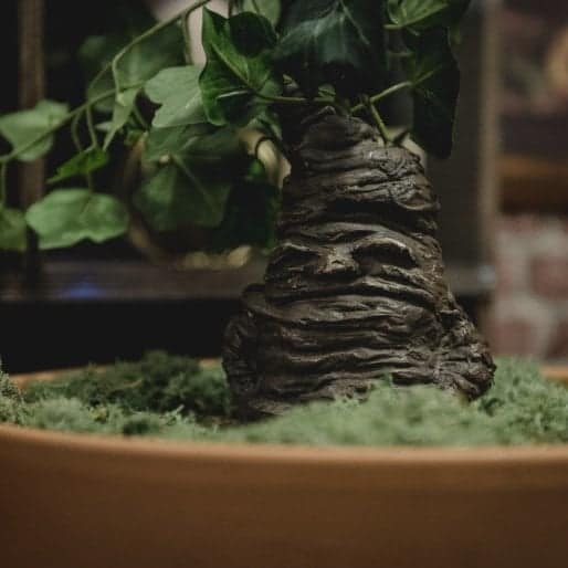 The Greenhouse, photo 3