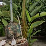 Décor tropical avec plantes exotiques, cage ornementale et objets mystérieux chez Iguana House