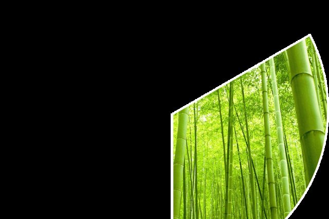 Forêt de bambous verts denses, lumière naturelle filtrée, ambiance apaisante