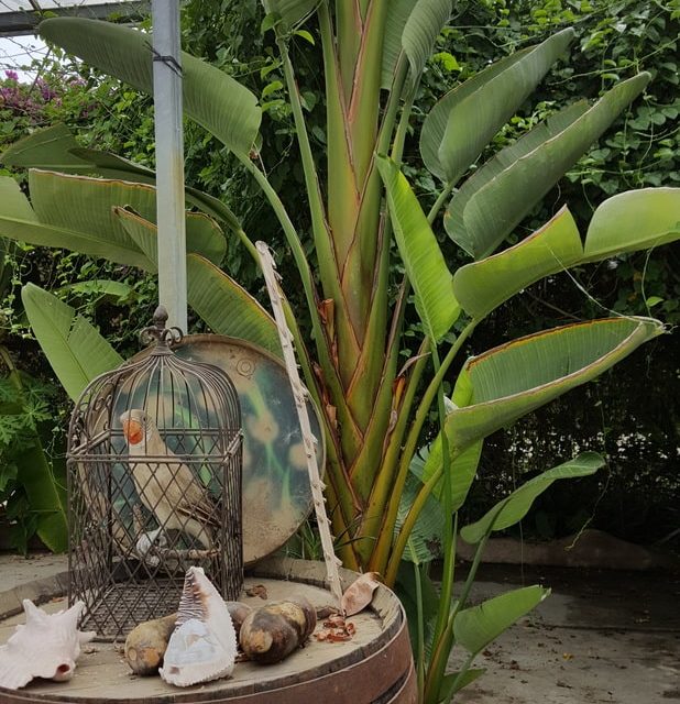 Décor tropical avec cage, plantes vertes et objets mystérieux chez Iguana House en Pyrénées-Orientales