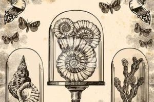 LE CABINET DE CURIOSITÉS