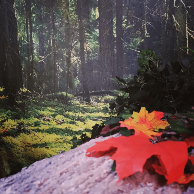 Feuille d'érable rouge sur une souche, sous-bois et grands troncs, salle Aventure en forêt à Sainte-Gemme-la-Plaine