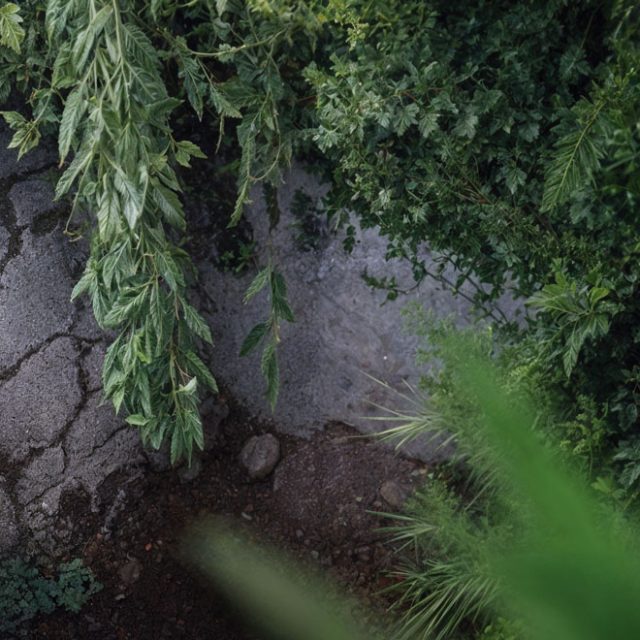 Dalle de pierre fissurée entourée de plantes vertes, salle Projet Omega chez Escape Time à Saint-Herblain