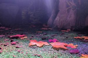 Aventure en forêt – La Boîte à CL-é