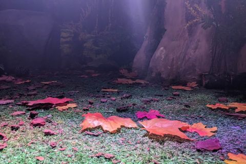 Sol de forêt couvert de feuilles rouges dans une brume violette, salle Aventure en forêt chez La Boîte à CL-é