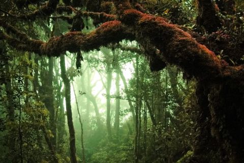 Forêt dense couverte de mousse sous une brume verte, salle La jungle amazonienne chez Hidden Face à L'Isle-sur-la-Sorgue