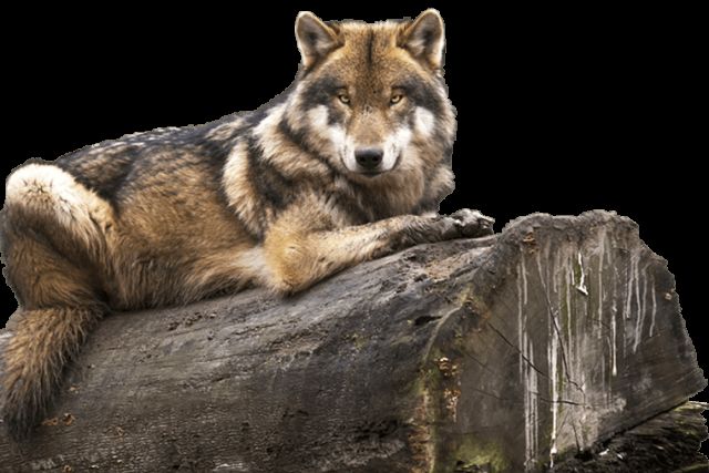 Loup allongé sur un tronc moussu dans la cabane du trappeur
