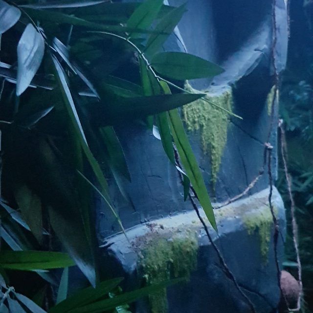 Décor aquatique avec végétation submergée et structures métalliques rouillées à Jungle