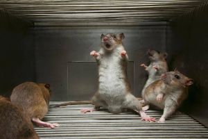 Le Dispensaire Zoologique