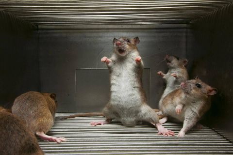 Rongeurs enfermés dans une cage métallique, atmosphère de captivité inquiétante