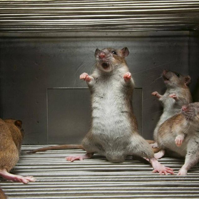 Rongeurs enfermés dans une cage métallique, atmosphère de captivité inquiétante