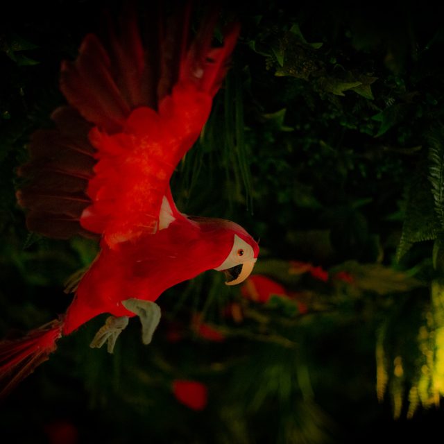 Jungle Quest, escape game à Saleilles