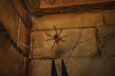Une araignée rouge et noire sur sa toile dans un décor souterrain poussiéreux