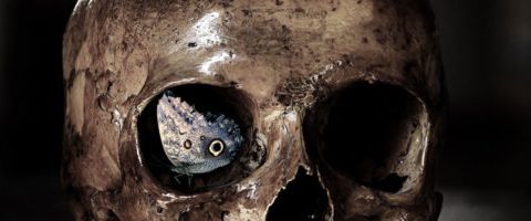 Crâne aux orbites vides dans l'atmosphère sombre de La Crypte du Manoir