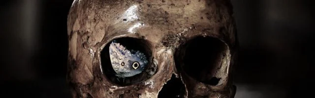 Crâne aux orbites vides dans l'atmosphère sombre de La Crypte du Manoir