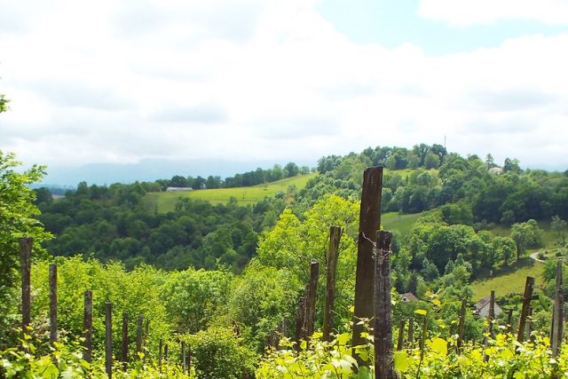 Le protecteur assassiné – Domaine Latapy