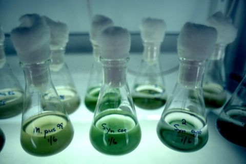 Fioles de laboratoire à bouchons de coton remplies de liquide vert, salle Contamination chez Escape Yourself à Pornichet