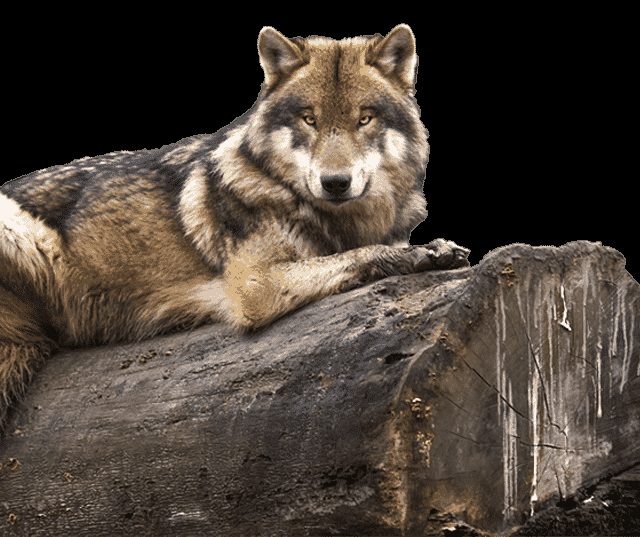 Loup couché sur un tronc d'arbre, décor nature dans la cabane du trappeur