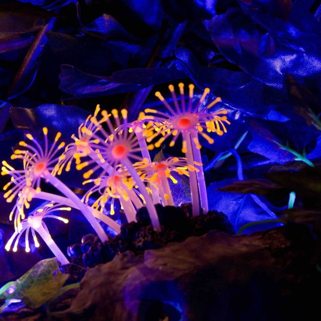 Fleurs bioluminescentes rose et jaune sous lumière ultraviolette dans la salle Magie noire