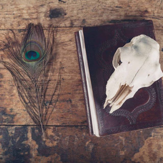 Plume de paon, crâne animal et livre ancien sur bois usé chez Le Mystère à Batilly-en-Puisaye
