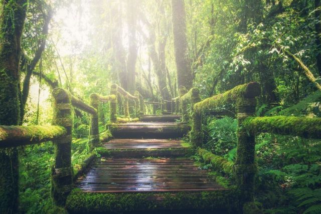Passerelle de bois moussue dans une forêt verdoyante, salle Gen Dynamic Project chez Escape or not à Paris