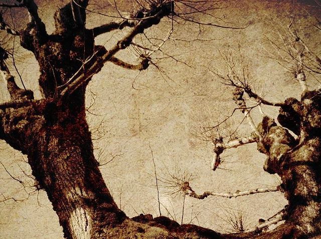 Arbres noueux et nus dans une atmosphère sépia, décor forestier de LA COLERE DE LA VOUIVRE