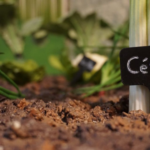 Terre brune et plantules vertes avec étiquette de semis dans la cabane du botaniste
